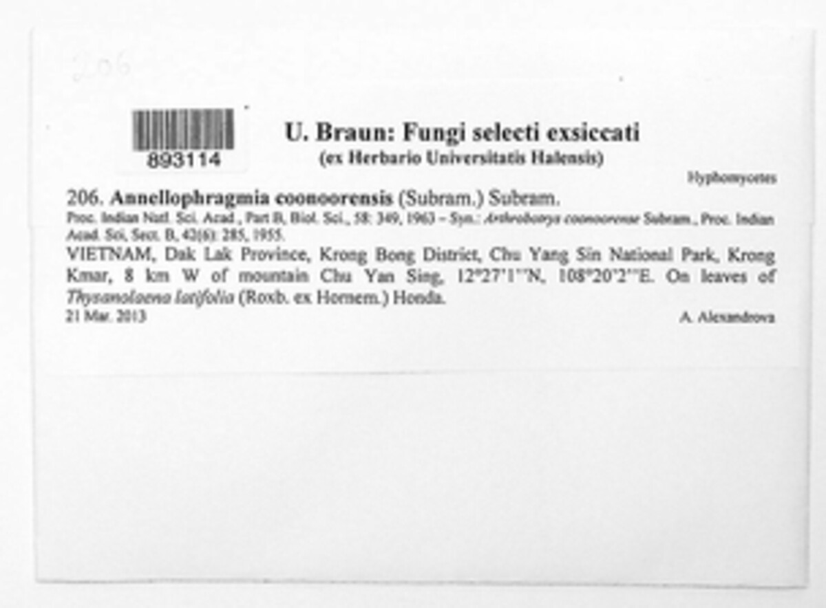 Annellophragmia image